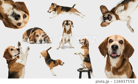 Collage. Beagle in various poses, jumping, sitting, lying down, and standing on stool against white background. Dog's playful and curious nature. 116937558