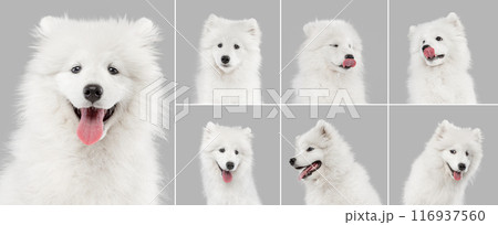 Collage made of portrait of funny, curious white Siberian Husky, Samoyed dog posing against grey studio background. 116937560