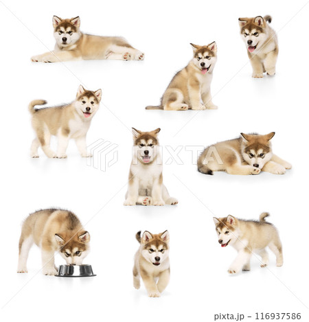Cute Husky dog puppy playing, eating, resting against white studio background. Friendly muzzle. Collage. 116937586