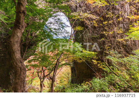 【群馬県】紅葉期の妙義山 石門めぐり 第一石門付近 【群馬県】紅葉期の妙義山 石門めぐり 第一石門付近 116937715