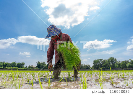 Asian farmer is transplant rice seedlings in paddy rice field with tired exhaustion. Asian farmer is transplant rice seedlings in paddy rice field with tired exhaustion. 116938083