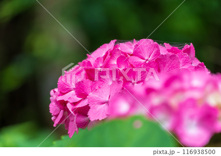 赤い紫陽花 116938500