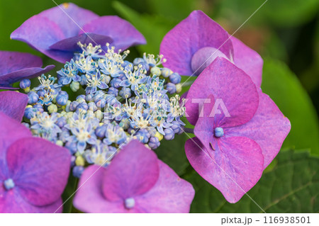 雨に濡れた紫陽花 雨に濡れた紫陽花 116938501