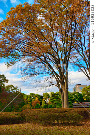 皇居東御苑　美しい庭園（東京都千代田区） 116938838