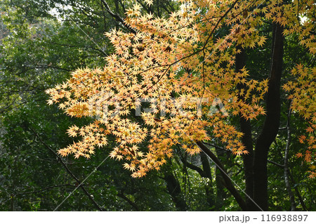 鮮やかに色ずいたモミジ、秋の景色 鮮やかに色ずいたモミジ、秋の景色 116938897