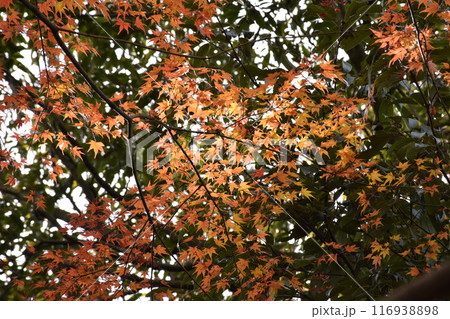 鮮やかに色ずいたモミジ、秋の景色 鮮やかに色ずいたモミジ、秋の景色 116938898