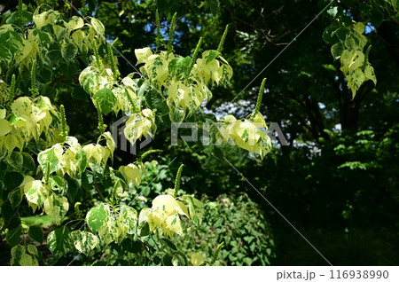 ナンキンハゼ・メトロキャンドル（トウダイグサ科） 116938990