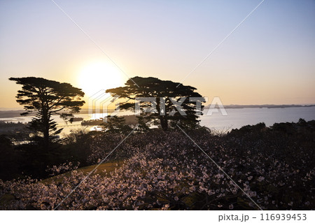 桜満開の西行戻しの松公園から松島湾に登る太陽を臨む 116939453