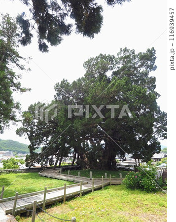 小豆島霊場54番宝生院のシンパク2024【香川県小豆郡土庄町上庄】5 116939457