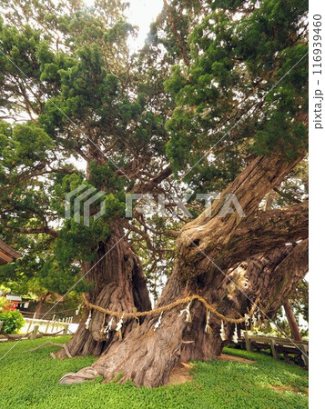 小豆島霊場54番宝生院のシンパク2024【香川県小豆郡土庄町上庄】2 小豆島霊場54番宝生院のシンパク2024【香川県小豆郡土庄町上庄】2 116939460