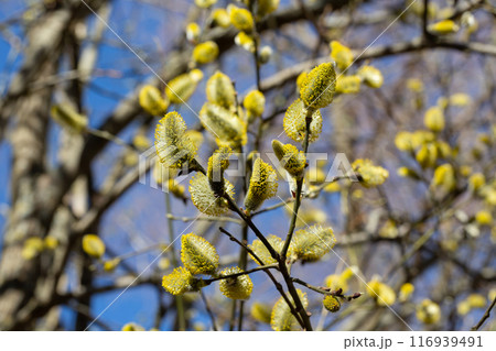 Yellow catkins Salix caprea blooming in spring 116939491
