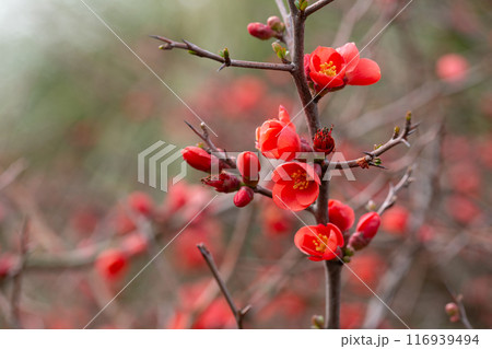 Red flowers of Chaenomeles x superba Grenade on a branch in the garden, selective focus. Beautiful spring-summer background with red flowers Red flowers of Chaenomeles x superba Grenade on a branch in the garden, selective focus. Beautiful spring-summer background with red flowers 116939494