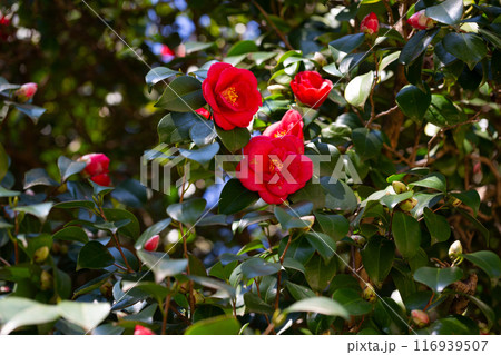 Large mass of deep red Camellia Black Lace flowers in spring 116939507