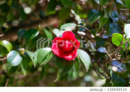Large mass of deep red Camellia Black Lace flowers in spring 116939510