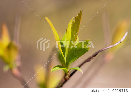 Spring forest with tree branches and young leaves on a blurred background on sunny day Spring forest with tree branches and young leaves on a blurred background on sunny day 116939518