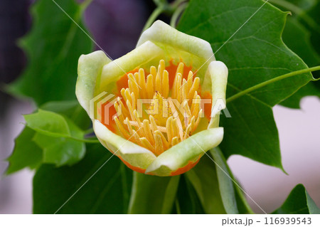 Flowers of tulip tree (Liriodendron tulipifera) blooming in spring . Unopened flower bud at upper left. Flowers of tulip tree (Liriodendron tulipifera) blooming in spring . Unopened flower bud at upper left. 116939543