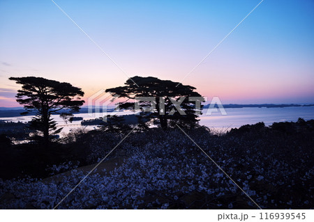 桜満開の西行戻しの松公園から夜明けの松島湾を臨む 116939545