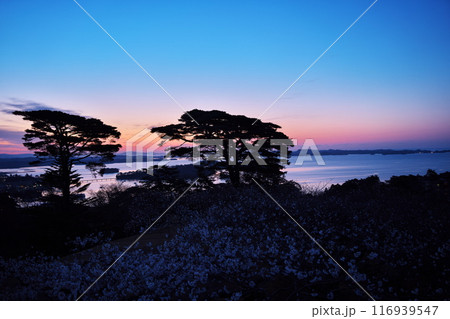 桜満開の西行戻しの松公園から夜明けの松島湾を臨む 桜満開の西行戻しの松公園から夜明けの松島湾を臨む 116939547