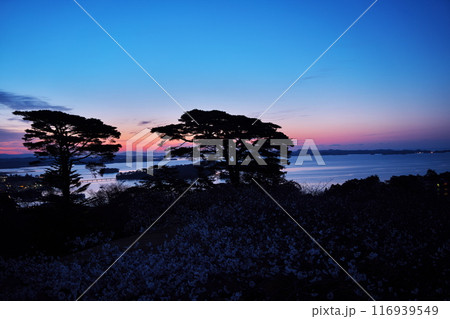 桜満開の西行戻しの松公園から夜明けの松島湾を臨む 桜満開の西行戻しの松公園から夜明けの松島湾を臨む 116939549