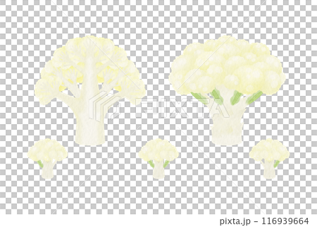 cauliflower  116939664