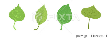 Green Leaf Stem and Stalk as Foliage Vector Set 116939681