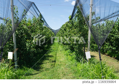 Cherry trees covered with net on an organic fruit farm Cherry trees covered with net on an organic fruit farm 116939864