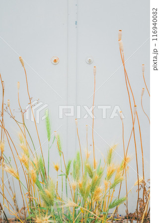 場違いな所で育った麦【6月】 116940082