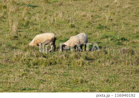 北海道　牧場の羊 116940192