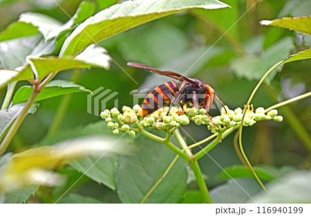 ヤブガラシから吸蜜するコガタスズメバチ ヤブガラシから吸蜜するコガタスズメバチ 116940199