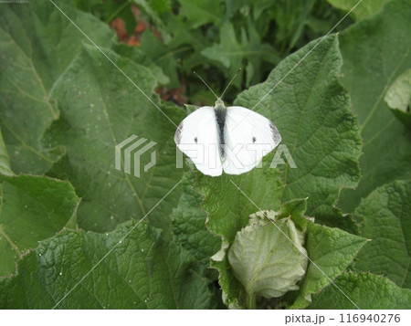 Butterfly close view in the natural habitat background Butterfly close view in the natural habitat background 116940276