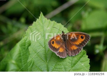 Butterfly close view in the natural habitat background 116940294