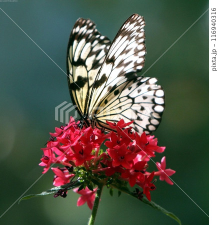 Butterfly close view in the natural habitat background 116940316