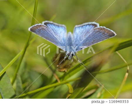 Butterfly close view in the natural habitat background Butterfly close view in the natural habitat background 116940353