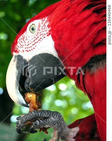 Bird in its natural habitat close view, bird background Bird in its natural habitat close view, bird background 116940466