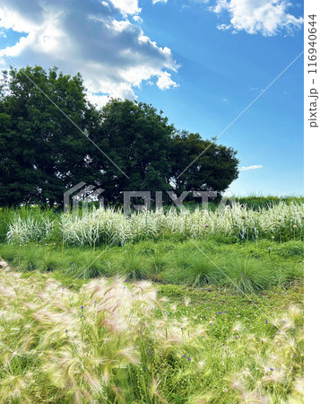 青空と広い公園 青空と広い公園 116940644