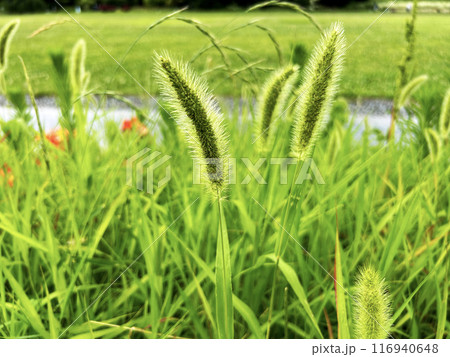 水辺に生えるエノコログサ 116940648