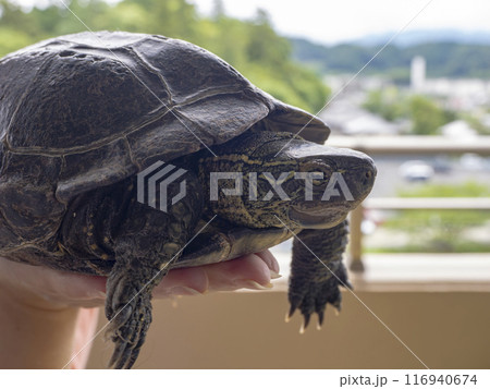 持ち上げられたペットのクサガメ 116940674