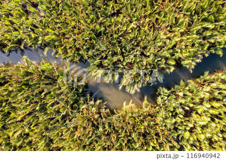 Bay Mau coconut forest, Hoi An eco-tourism area, Quang Nam province, Vietnam 116940942