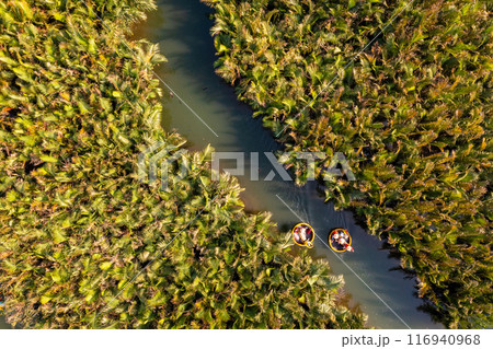 Bay Mau coconut forest, Hoi An eco-tourism area, Quang Nam province, Vietnam 116940968