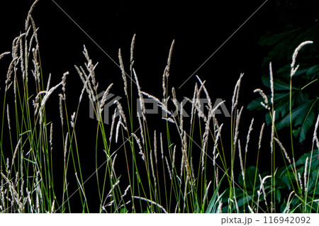 岩手県小岩井農場のイネ科の植物チガヤ　逆光で美しいチガヤ 116942092