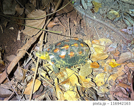 夜の森を歩くセマルハコガメ。落ち葉の上の亀。 夜の森を歩くセマルハコガメ。落ち葉の上の亀。 116942163