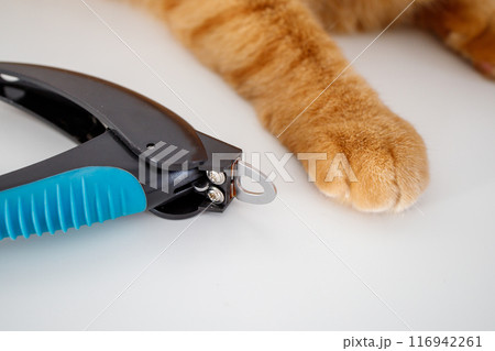 Ginger cat paw and claw cutter on white background close up 116942261