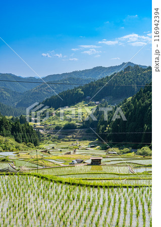 新城市にある植えたばかりの四谷の千枚田(愛知県) 116942394