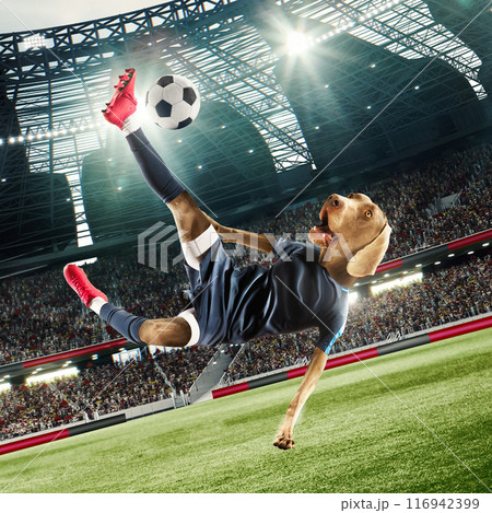 Dynamic and playful pose of male soccer player in blue uniform, headed with dogs muzzle hitting ball in motion and falling down. 3d render of soccer stadium with filled fans tribune. Photo collage 116942399