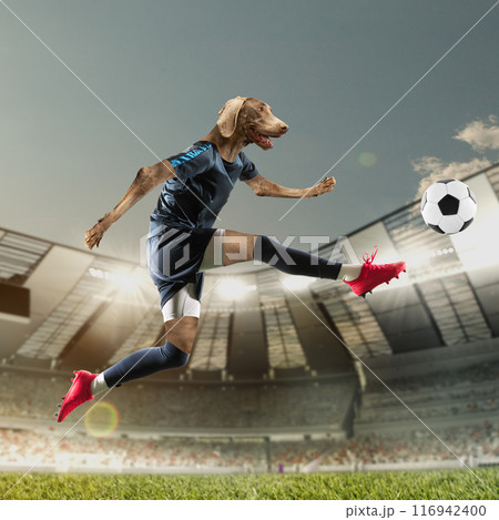 Determined soccer athlete with dogs muzzle on head, hitting ball during open air football match. 3d render of soccer stadium with filled fans tribune. Photo collage Determined soccer athlete with dogs muzzle on head, hitting ball during open air football match. 3d render of soccer stadium with filled fans tribune. Photo collage 116942400