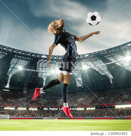 Focused and concentrated soccer player with dogs head, wearing blue uniform hitting ball in a jump with chest, showing skills. 3d render of open air sport stadium with stands filled with fans. Photo 116942401