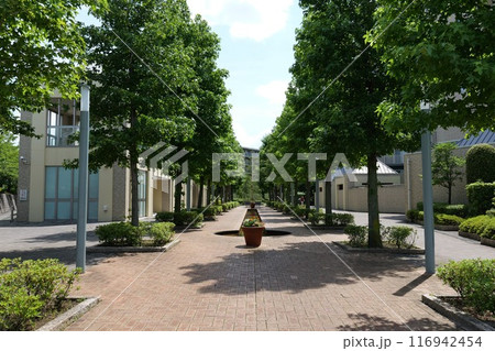 横浜国際プール付近の遊歩道 横浜国際プール付近の遊歩道 116942454