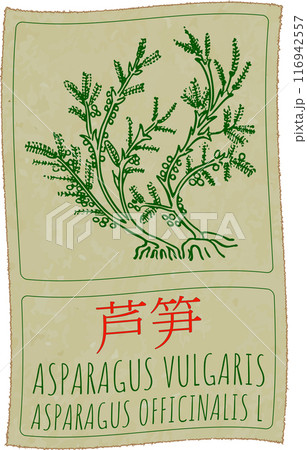 Vector drawing ASPARAGUS VULGARIS in Chinese. Hand drawn illustration. Latin name is ASPARAGUS OFFICINALIS L Vector drawing ASPARAGUS VULGARIS in Chinese. Hand drawn illustration. Latin name is ASPARAGUS OFFICINALIS L 116942557