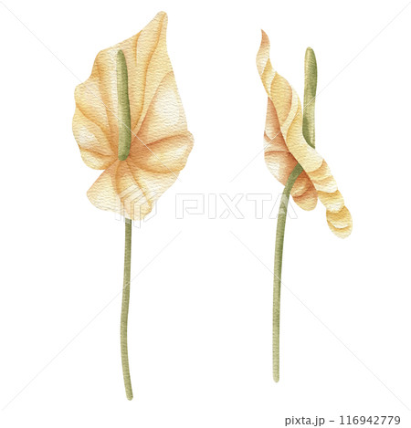 Dried Anthurium flower Watercolor illustration in boho style. Hand drawn floral clipart set. Wedding card decoration. Elements isolated on white 116942779