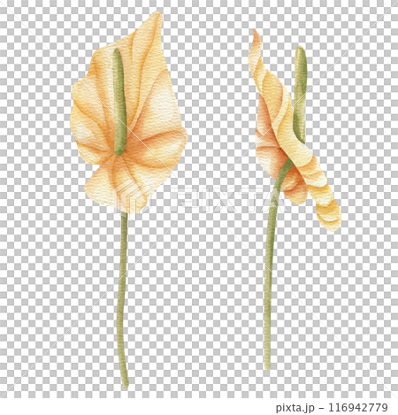 Dried Anthurium flower Watercolor illustration in boho style. Hand drawn floral clipart set. Wedding card decoration. Elements isolated on white 116942779